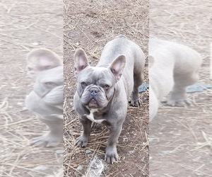 Mother of the French Bulldog puppies born on 03/29/2019
