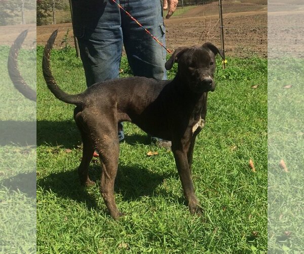 Medium Photo #2 American Pit Bull Terrier-Unknown Mix Puppy For Sale in Slidell, LA, USA