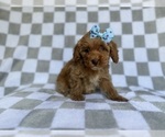 Small #4 Cockapoo (Miniature)