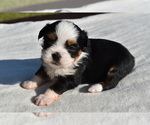 Small #7 Auss-Tzu
