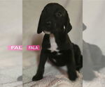 Small #5 Labrador Retriever Mix