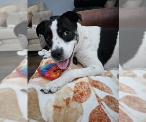Boxer-Unknown Mix Dogs for adoption in Plantation, FL, USA
