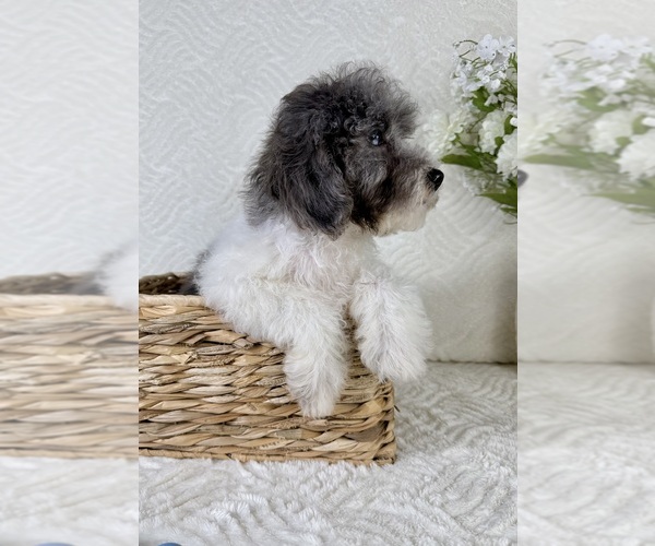 Medium Photo #7 Cavapoo Puppy For Sale in GREENFIELD, IN, USA