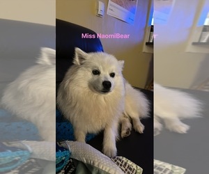 Mother of the American Eskimo Dog puppies born on 04/19/2025