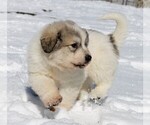 Small Photo #3 Great Pyrenees Puppy For Sale in CLAYTON, WA, USA