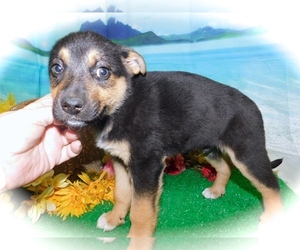 German Shepherd Dog-Unknown Mix Puppy for sale in HAMMOND, IN, USA