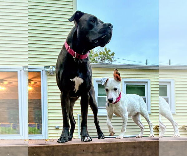 Medium Photo #3 Dogo Argentino-Unknown Mix Puppy For Sale in Rockaway, NJ, USA