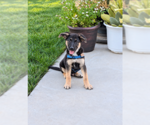 German Shepherd Dog-Unknown Mix Dogs for adoption in MIDWAY, UT, USA