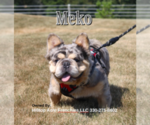 Small Photo #1 French Bulldog Puppy For Sale in FRESNO, OH, USA