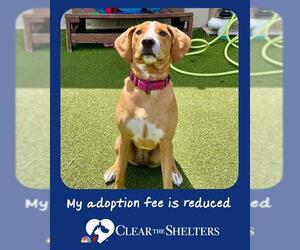 Labrador Retriever-Unknown Mix Dogs for adoption in Boston, MA, USA