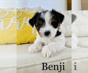 Shorkie Tzu Puppy for sale in COOKEVILLE, TN, USA