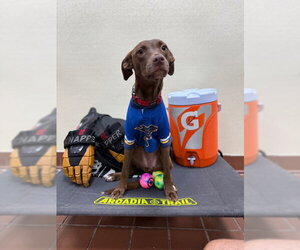 Labrador Retriever-Unknown Mix Dogs for adoption in Jefferson, NJ, USA