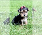Small #1 YorkiePoo