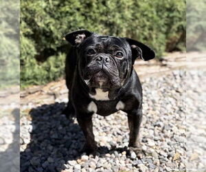French Bulldog-Unknown Mix Dogs for adoption in Albuquerque, NM, USA