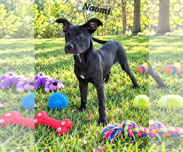Medium Photo #3 American Staffordshire Terrier-Boxer Mix Puppy For Sale in Southbury, CT, USA