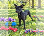 Small Photo #3 American Staffordshire Terrier-Boxer Mix Puppy For Sale in Southbury, CT, USA
