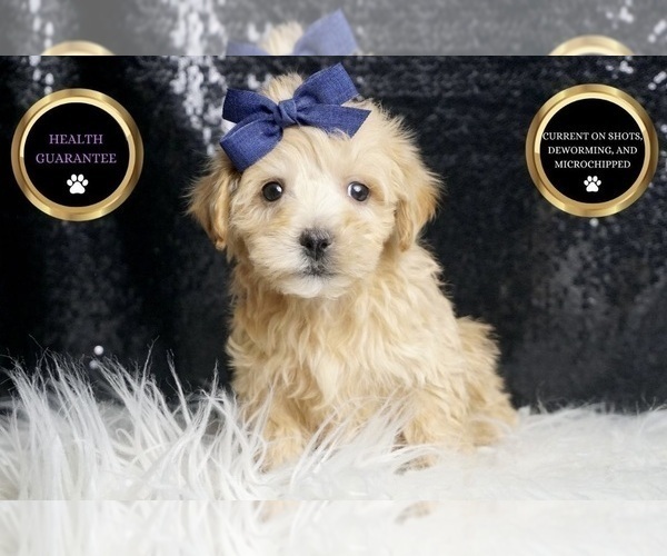 Medium Photo #72 Maltipoo Puppy For Sale in WARSAW, IN, USA