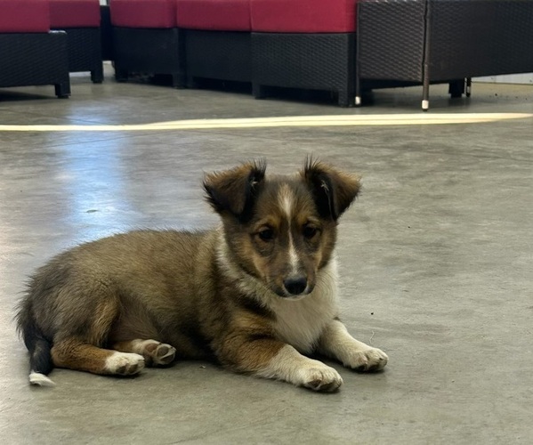 Medium Photo #1 Shetland Sheepdog Puppy For Sale in WAUSEON, OH, USA