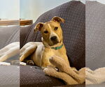Small #4 Labrador Retriever Mix