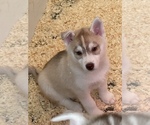 Small Photo #8 Siberian Husky Puppy For Sale in FRESNO, CA, USA