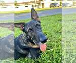 Small #3 German Shepherd Dog