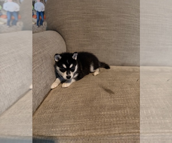 Medium Photo #3 Siberian Husky Puppy For Sale in ALTON, IL, USA