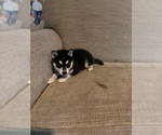 Small #2 Siberian Husky