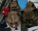 Puppy Cami Girl Pomeranian
