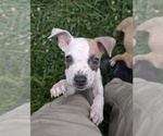 Puppy Max American Pit Bull Terrier