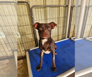 Boxador Dogs for adoption in El Centro, CA, USA
