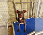 Bailey - Female Boxador Dog for Adoption - Small photo