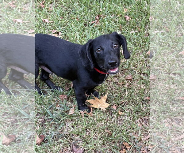 Medium Photo #3 Dachshund-Unknown Mix Puppy For Sale in Rockaway, NJ, USA