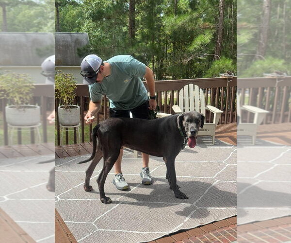 Medium Photo #3 Great Dane Puppy For Sale in Bullard, TX, USA