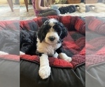 Small #8 Aussiedoodle-Poodle (Standard) Mix