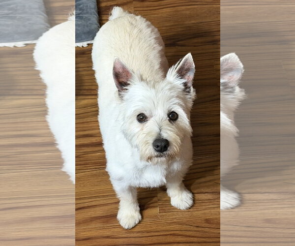 Medium Photo #2 Mutt Puppy For Sale in Sioux Falls, SD, USA