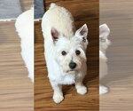 Small #1 Mutt
