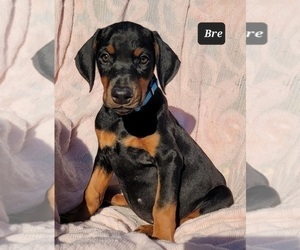 Doberman Pinscher Puppy for Sale in POMEROY, Ohio USA