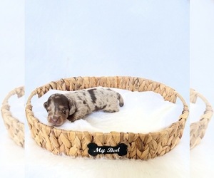 Dachshund Puppy for sale in DAVIS, CA, USA