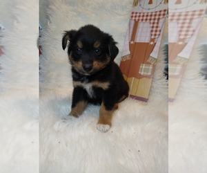 Australian Shepherd Puppy for sale in INDIANAPOLIS, IN, USA