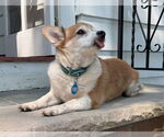 Small #26 Chi-Corgi