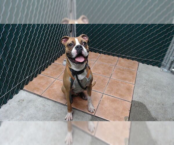 Medium Photo #1 Boxer Puppy For Sale in Downey, CA, USA