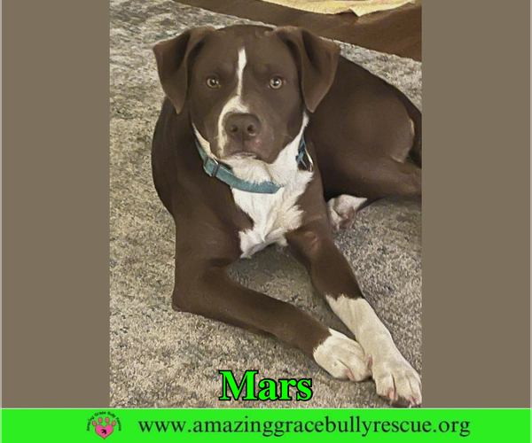 Medium Photo #5 Mutt Puppy For Sale in Milton, FL, USA