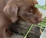 Small #2 Labrador Retriever