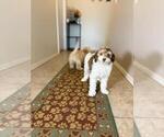Small Photo #5 Poovanese Puppy For Sale in TUCSON, AZ, USA