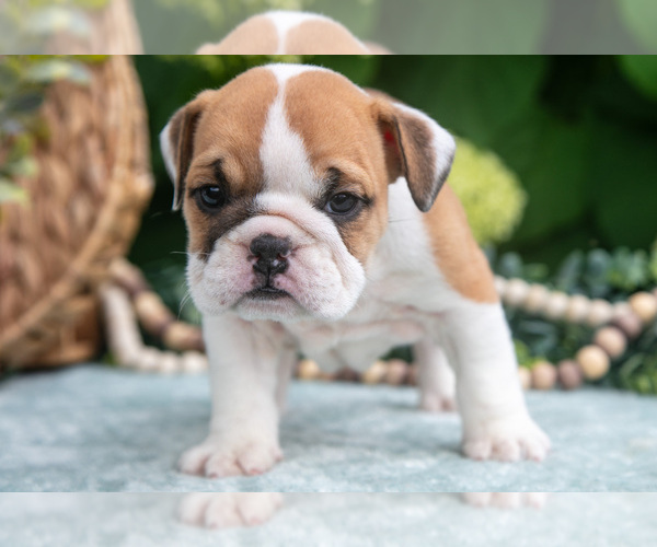 Medium Photo #9 English Bulldog Puppy For Sale in MILLERSBURG, OH, USA