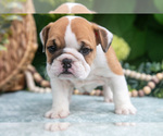 Small Photo #9 English Bulldog Puppy For Sale in MILLERSBURG, OH, USA