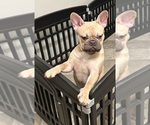 Small Photo #1 French Bulldog Puppy For Sale in LOUISVILLE, KY, USA