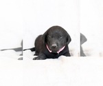 Small Photo #12 Labrador Retriever Puppy For Sale in LINCOLN UNIV, PA, USA