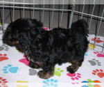 Small Photo #8 Poovanese Puppy For Sale in ORO VALLEY, AZ, USA