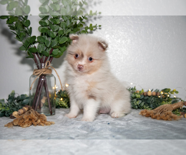 Medium Photo #1 Pomeranian Puppy For Sale in GOSHEN, IN, USA